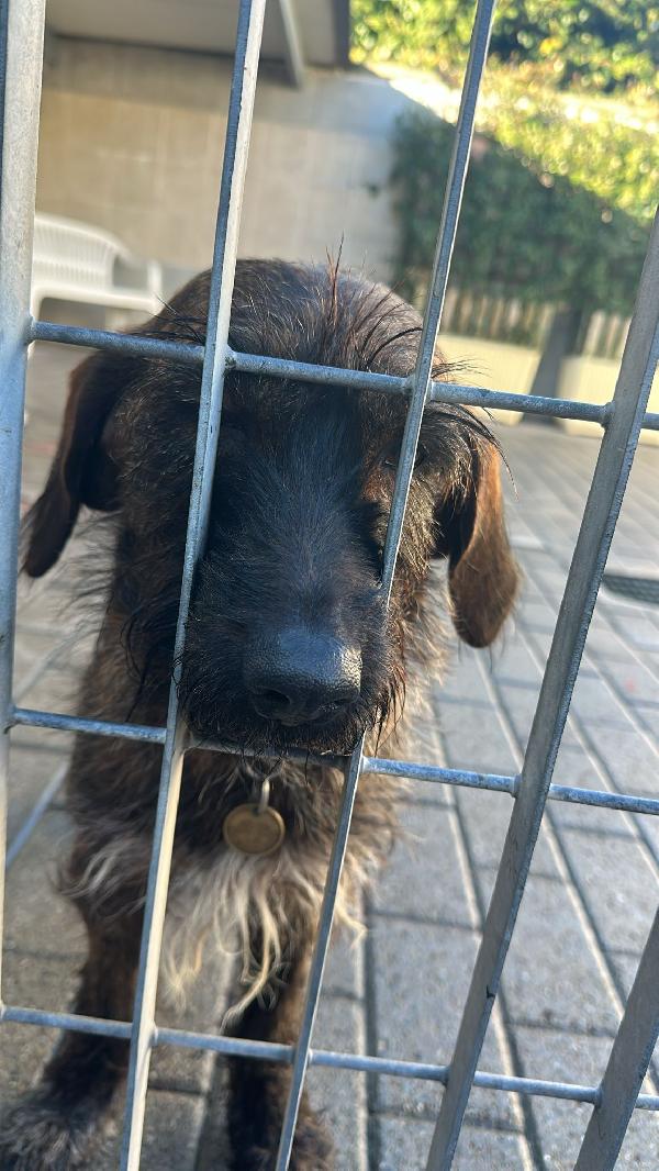 BISCOTTO SEGUGIO Foto 7